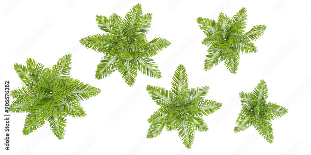 Poster top view of alexander palm trees with transparent background, 3d rendering, for illustration, digita
