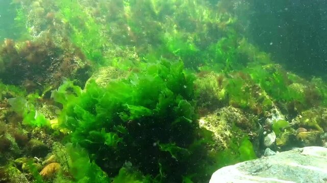 Underwater view of algae in the Black Sea, green algae Ulva and Enteromorpha on rocks at shallow depths