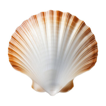 scallop shell isolated on transparent background