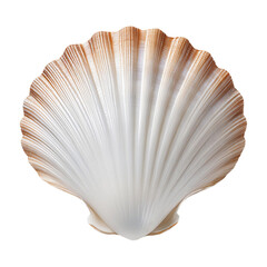 scallop shell isolated on transparent background