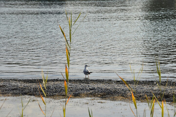 lonely seagull stands on the stone shore of the lake among the ears of grass