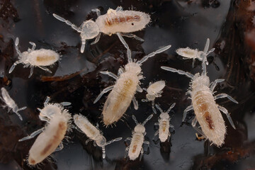 Springschwänze krabbeln im Boden auf Humus, Collembola