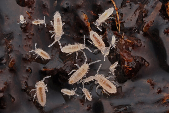 Springschw&auml;nze krabbeln im Boden auf Humus, Collembola