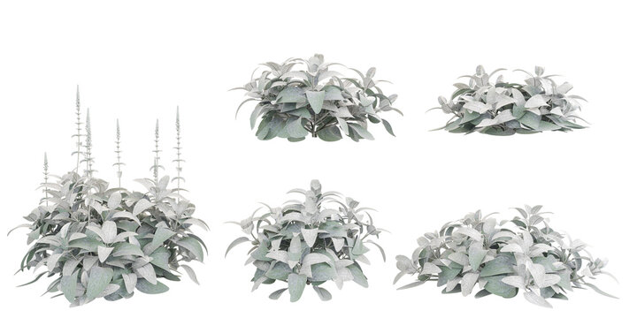 Woolly hedgenettle Trees isolated on white background, tropical trees isolated used for design, advertising and architecture