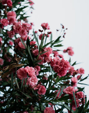 Oleander Flowers