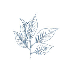 vector floral decoration transparant