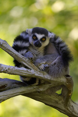 Ring-Tailed Lemur Perched on a Tree Branch
