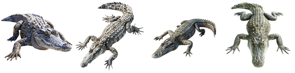 Obraz premium Set of a crocodile resting majestically against, isolated on a transparent background.