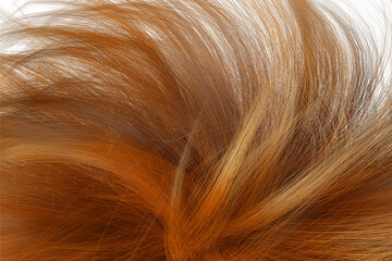 Fototapeta premium Brown wavy hair, Closeup on luxurious curly brown hair with highlights.