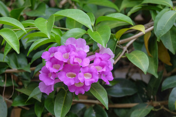 Garlic vine or Mansoa alliacea flower is purple. Flowers to beautify your home garden. Garlic vine flowers bloom in clusters