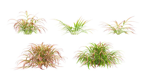 collection of Japanese forest grass beautiful isolated on white background