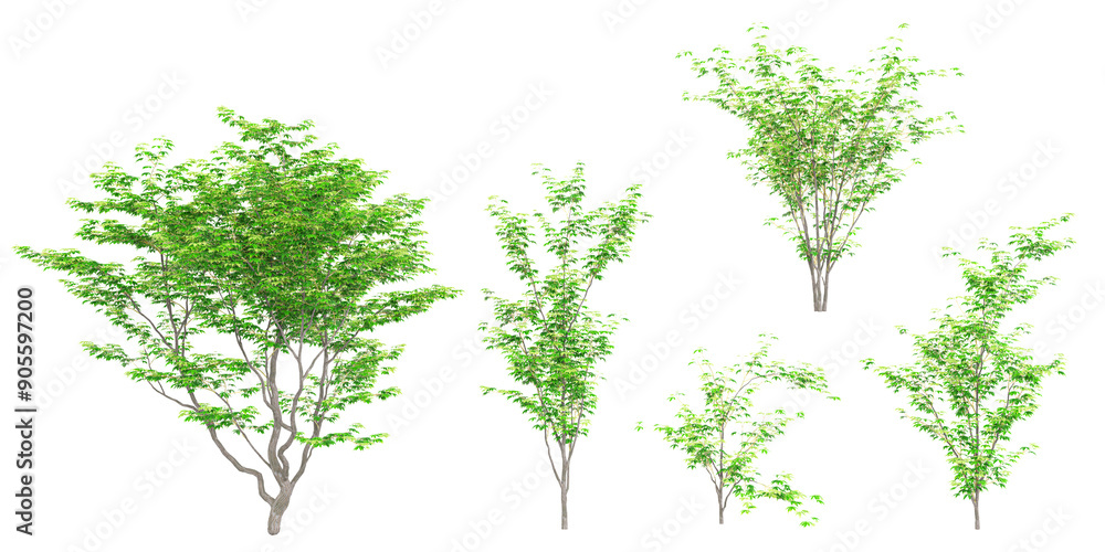 Poster japanese maple trees with transparent background, 3d rendering, for illustration, digital compositio