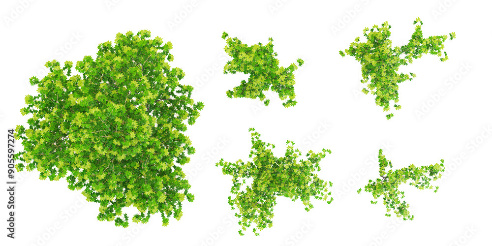 Poster japanese maple trees with transparent background, 3d rendering, for illustration, digital compositio