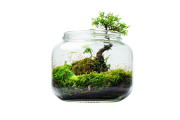 Terrarium moss in glass bottle isolated on white background.