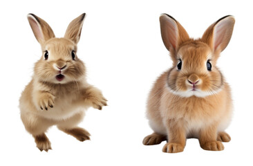 Fototapeta premium Adorable furry rabbits. Isolated on a transparent background. 