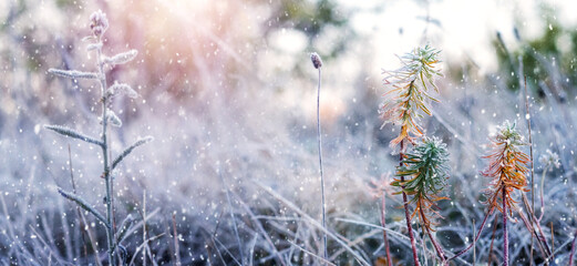 Frost covered plants in a meadow during snowfall, winter atmospheric view