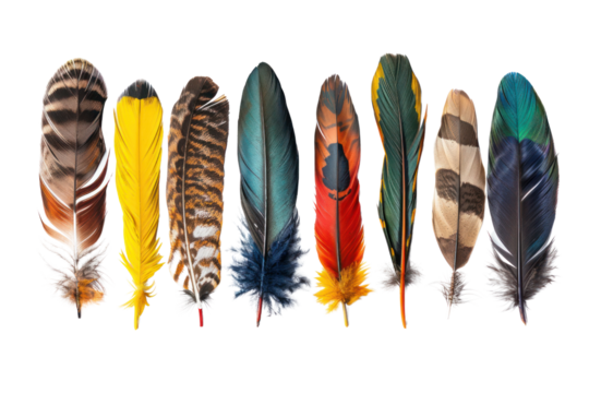 Rare feathers, each representing a different species and geographic region, are separated on a white background.