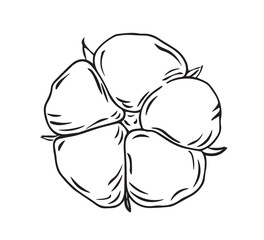 A soft bud on a branch of a cotton plant is drawn with lines isolated on a white background. Vector graphics of a simple drawing. Cotton flower is a material for making textiles.
