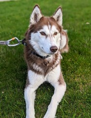 Siberian Husky relaxing on the grass 