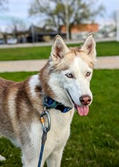 Blue eyed Siberian Husky alert on the grass 