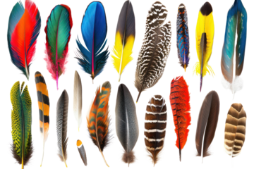 Rare feathers, each representing a different species and geographic region, are separated on a white background.