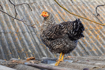 A black grouse chicken on the roof of a farm building