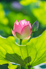 Obraz premium Lotus flower plants in garden pond