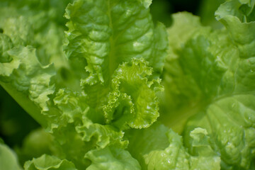 A closeup of fresh green lettuce in the garden