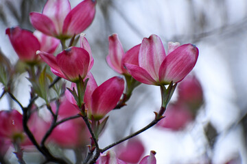 Obraz premium Pink dogwood flowers in spring