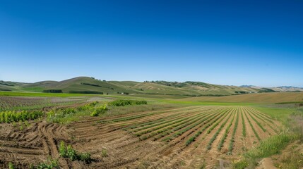 Fototapeta premium Panoramic View of No-Till Farm with Rolling Hills Under Clear Blue Sky for Agricultural Posters