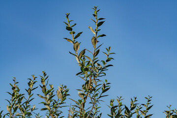 Salix alaxensis is a species of flowering plant in the willow family，Alaska willow and feltleaf willow. Denali National Park and Preserve， Alaska