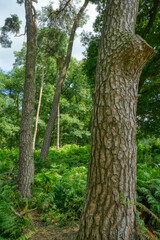 Baumstämme im Diersfordter Wald bei Wesel