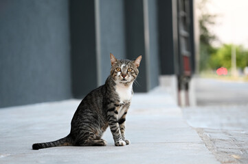 street cat drinking water in hot weather