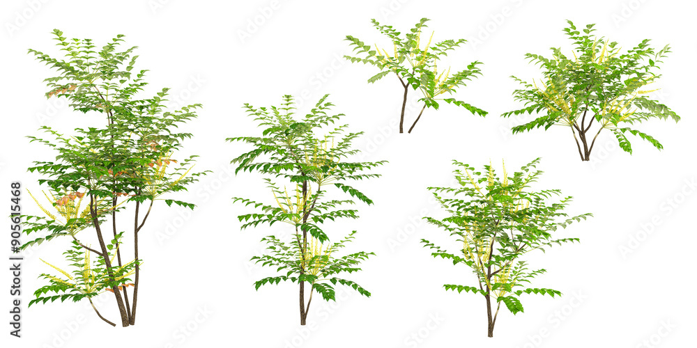 Poster 3d rendering of mohonia trees on transparent background