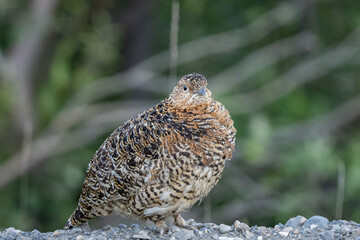 The willow ptarmigan ( Lagopus lagopus) is a bird in the grouse subfamily Tetraoninae of the pheasant family Phasianidae. willow grouse, red grouse. Denali National Park and Preserve， Alaska