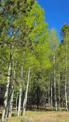 aspen trees in the forest