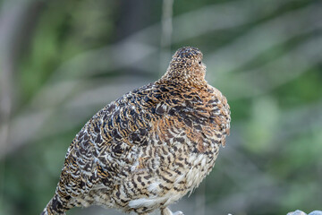 The willow ptarmigan ( Lagopus lagopus) is a bird in the grouse subfamily Tetraoninae of the pheasant family Phasianidae. willow grouse, red grouse. Denali National Park and Preserve， Alaska