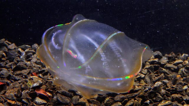  Combine jelly digesting caught comb jelly Mnemiopsis, comb plates glistening in the light