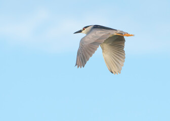 Night Heron on the move in early morning light. Summer, East Coast of Florida. 