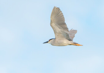 Night Heron on the move in early morning light. Summer, East Coast of Florida. 