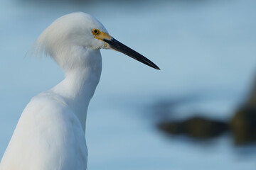 Snowy Egret scouring for food in early morning light, Melbourne, Florida. Summer. 