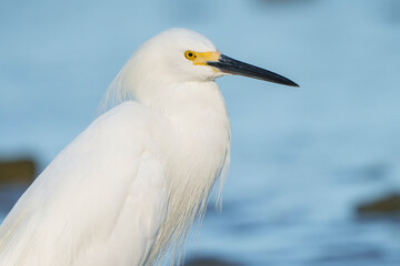 Snowy Egret scouring for food in early morning light, Melbourne, Florida. Summer. 