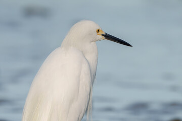 Snowy Egret scouring for food in early morning light, Melbourne, Florida. Summer. 