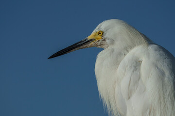 Snowy Egret scouring for food in early morning light, Melbourne, Florida. Summer. 