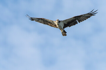 Majestic Osprey in morning light, flying over the ocean. Melbourne, Florida in Summer. 