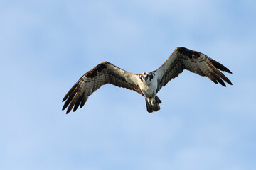 Majestic Osprey in morning light, flying over the ocean. Melbourne, Florida in Summer. 