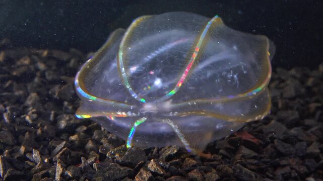  Combine jelly digesting caught comb jelly Mnemiopsis, comb plates glistening in the light