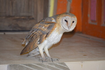 Barn Owl