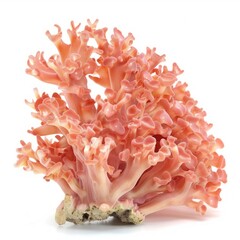 Medium shot of Sun Coral, isolated on a white background, bright and vivid tonality 