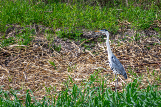 
We see a beautiful Garsa Mora, it is a bird from the Parana Delta, it is very solitary and very beautiful, province of Entre Rios Arg.